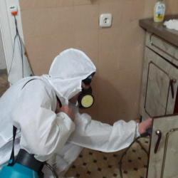 Дезинфекция от муравьев в квартире Листвянский